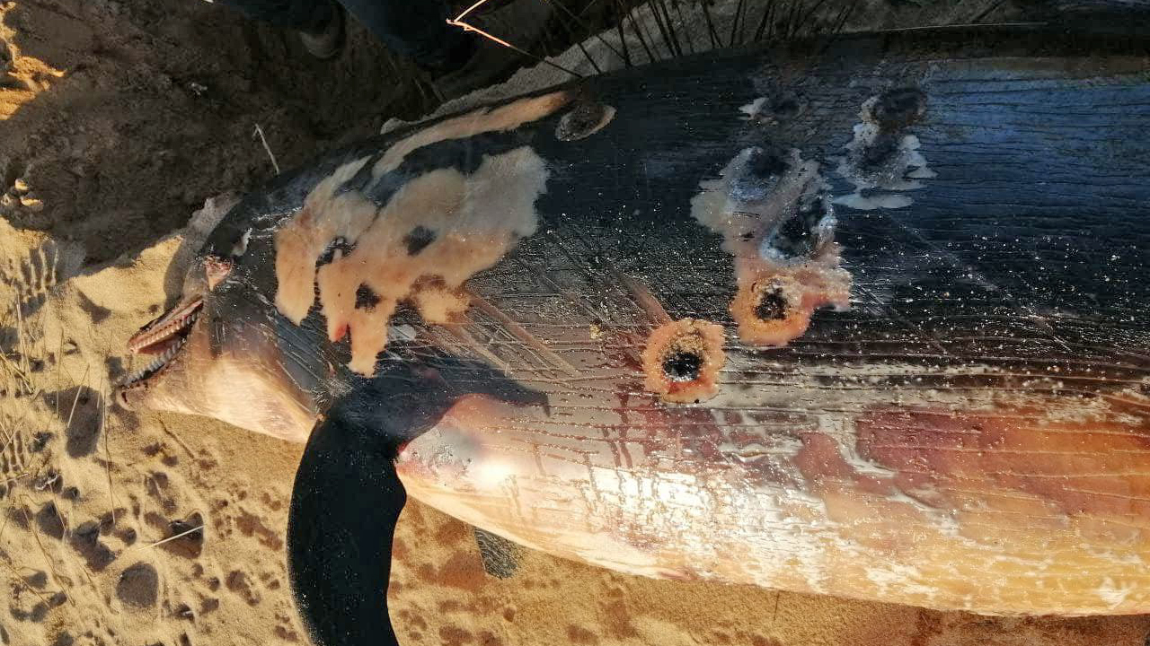 Balıkesir'de yunus balığını tüfekle vurdular