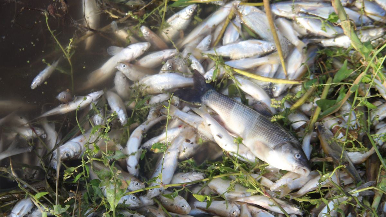 Büyük Menderes Nehri'nde korkunç tablo: Yüzlerce balık öldü