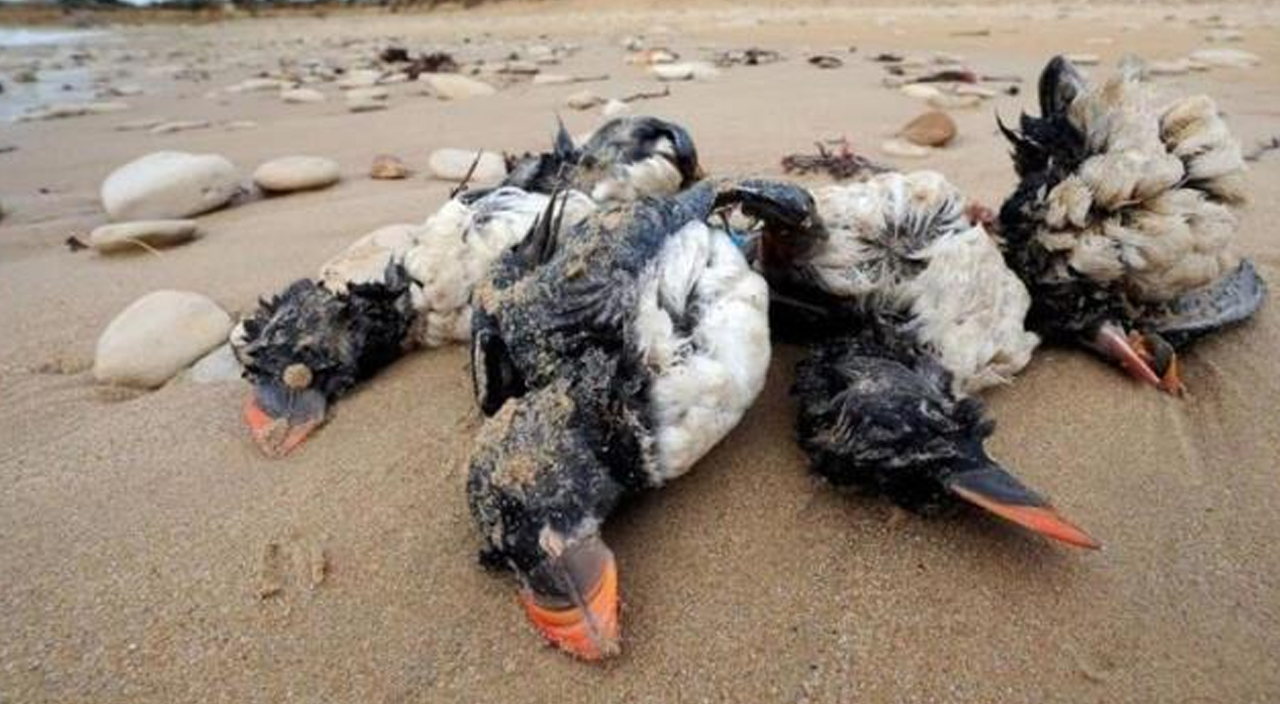 Rusya'da korkutan görüntü: Sahil binlerce ölü kuşla doldu Rusya'da korkutan görüntü: Sahil binlerce ölü kuşla doldu