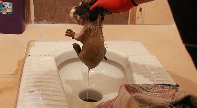 Tuvalete düşen kediyi AFAD ekibi kurtardı