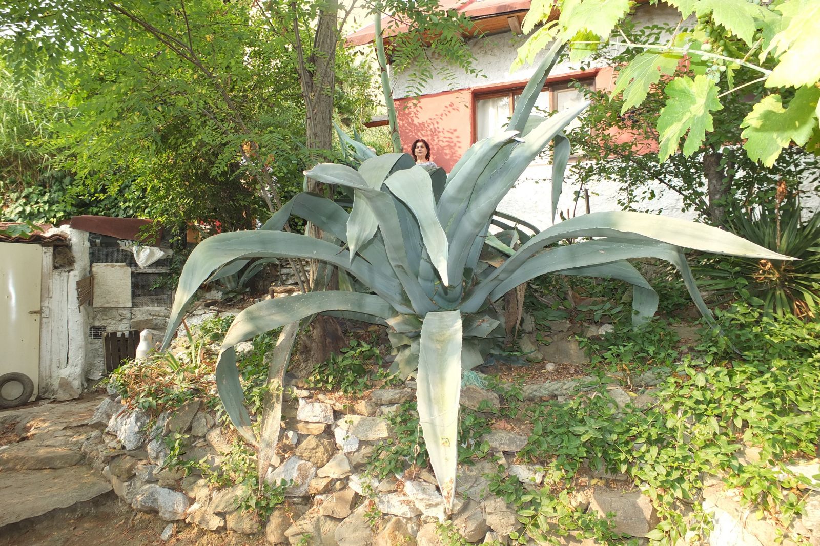 Ömründe bir kere oluyor! Ekildiği tarihten 46 yıl sonra çiçek açtı