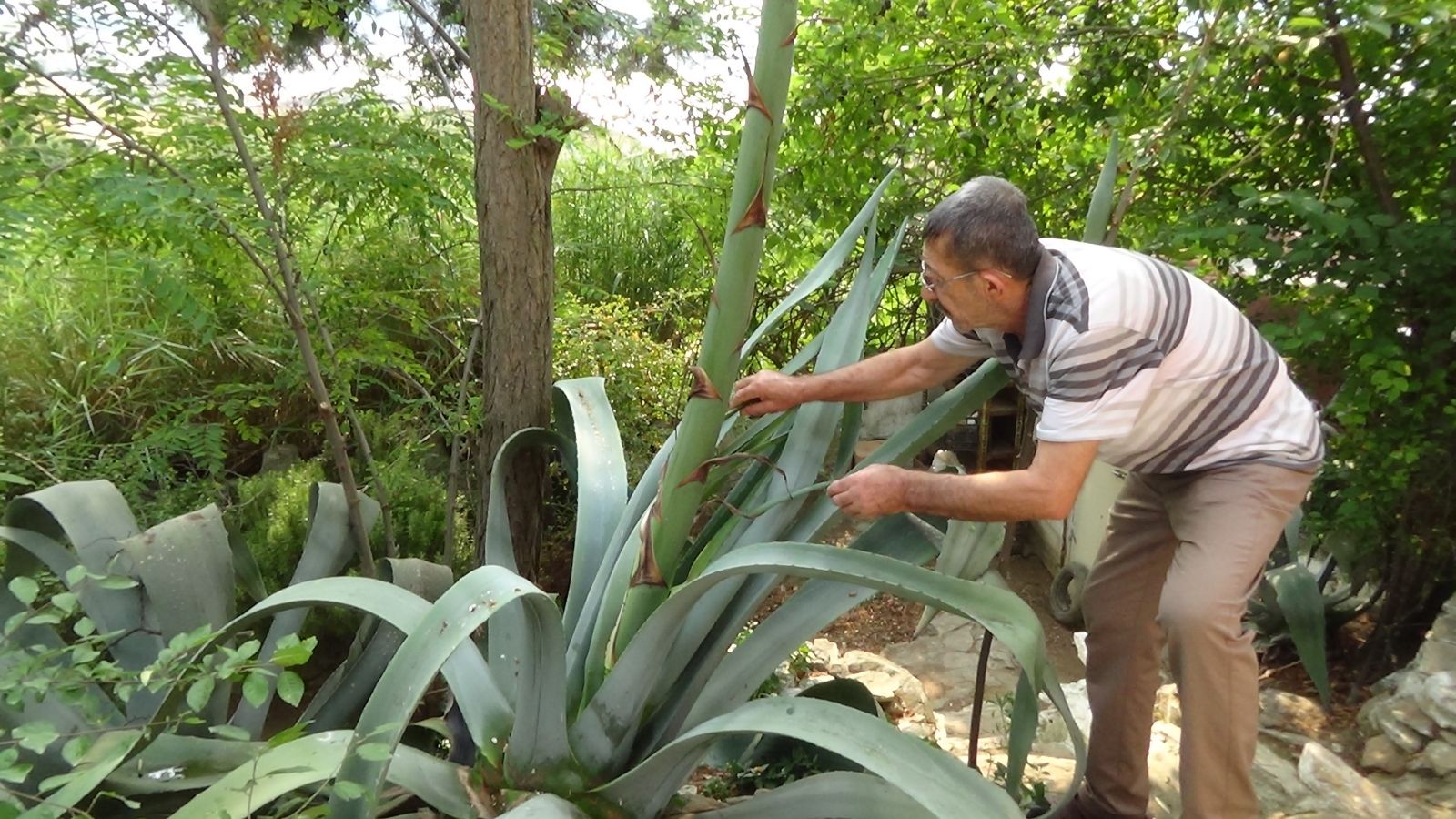 Ömründe bir kere oluyor! Ekildiği tarihten 46 yıl sonra çiçek açtı