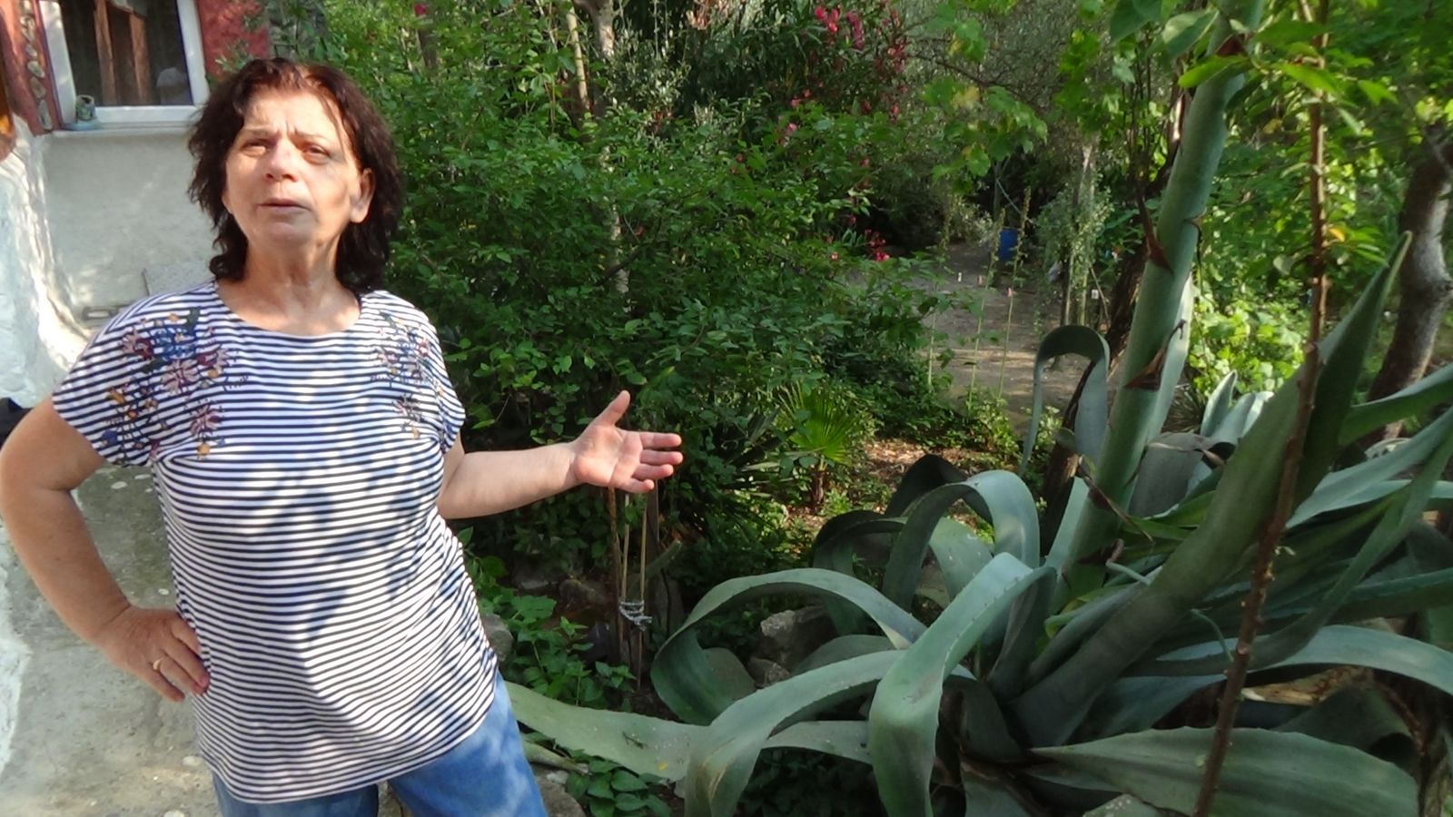 Ömründe bir kere oluyor! Ekildiği tarihten 46 yıl sonra çiçek açtı