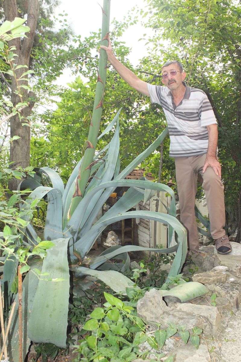 Ömründe bir kere oluyor! Ekildiği tarihten 46 yıl sonra çiçek açtı