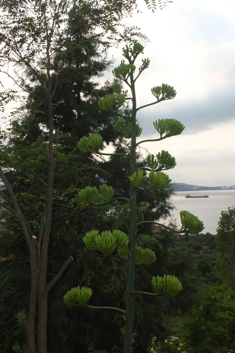 Ömründe bir kere oluyor! Ekildiği tarihten 46 yıl sonra çiçek açtı