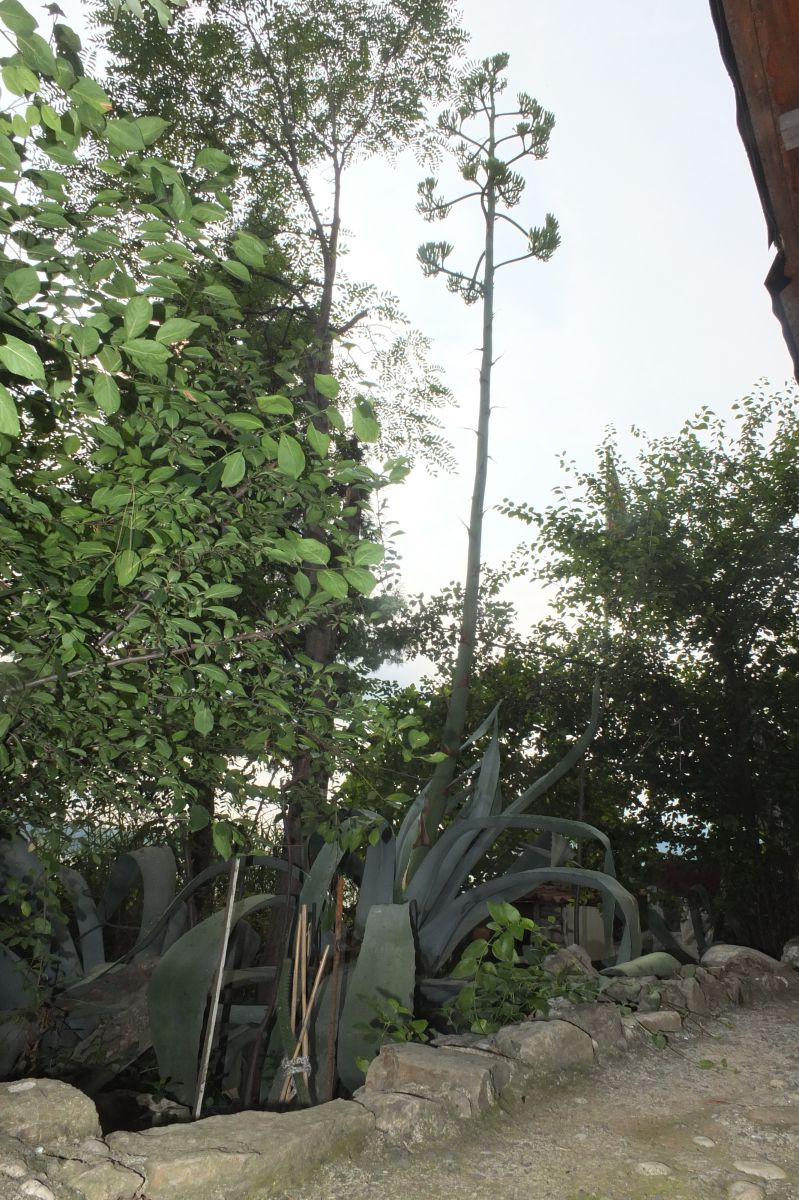 Ömründe bir kere oluyor! Ekildiği tarihten 46 yıl sonra çiçek açtı