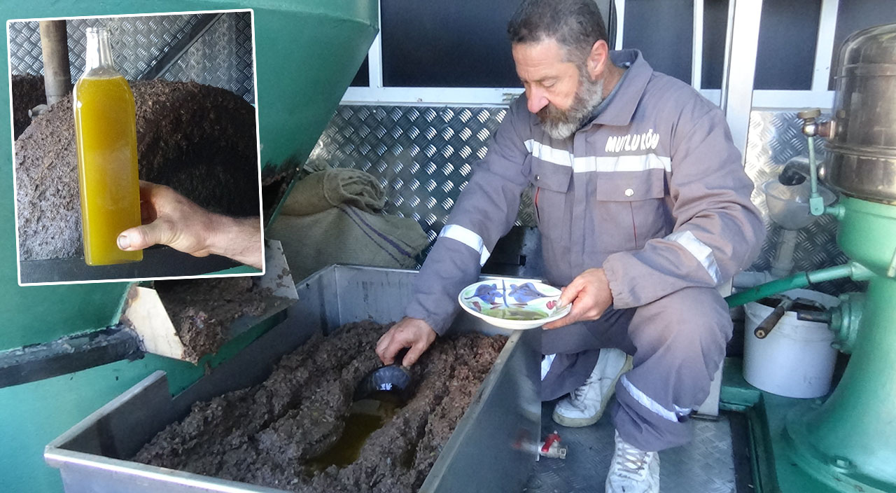 Bu da zeytin sütü: 100 kilodan 2 kilo çıkıyor, fiyatı el yakıyor