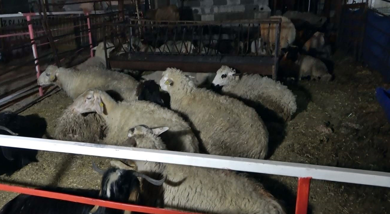 Kasaptaki kuzuları yarı fiyatına sattı, ortalık karıştı