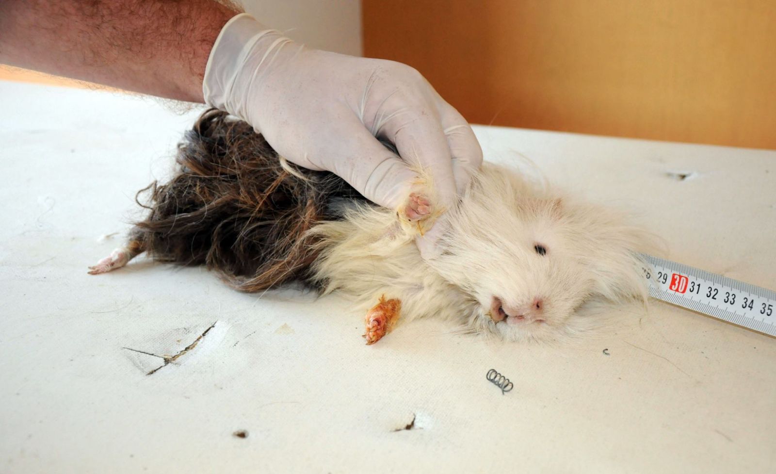 Mezarlıkta bulunan bu hayvan görenleri şaşırttı