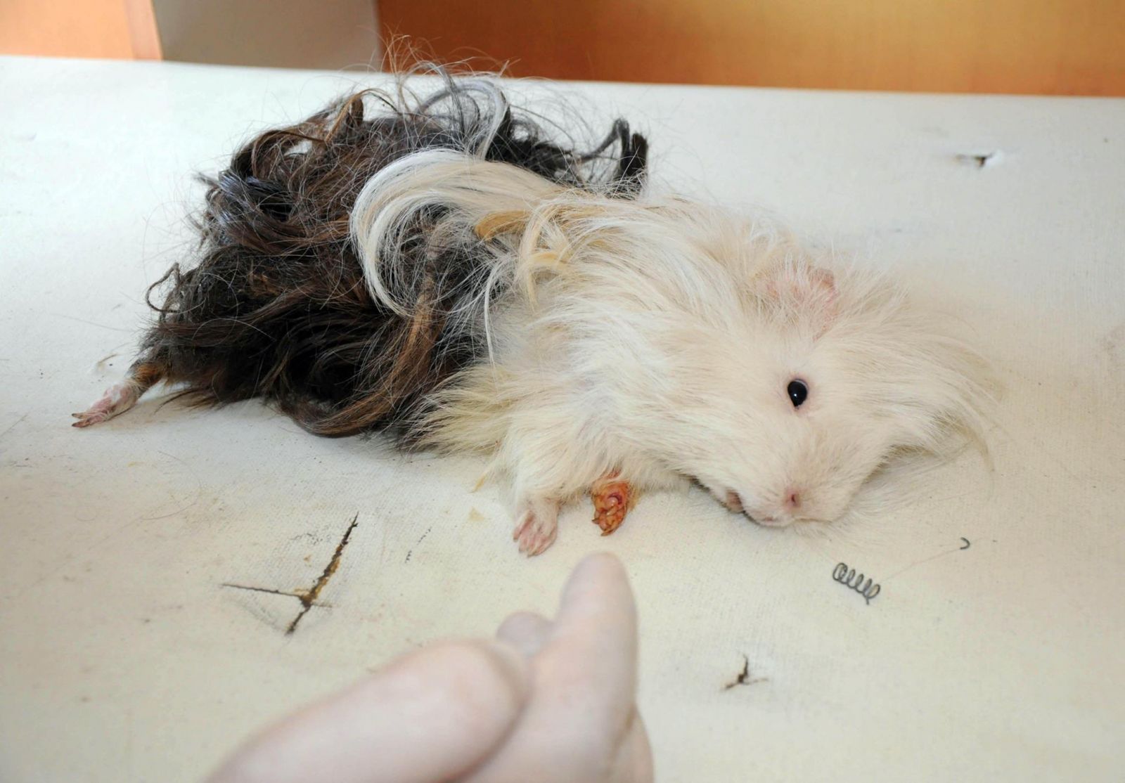 Mezarlıkta bulunan bu hayvan görenleri şaşırttı