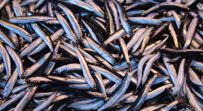 Yerli hamsi yerini istavrite bırakıyor