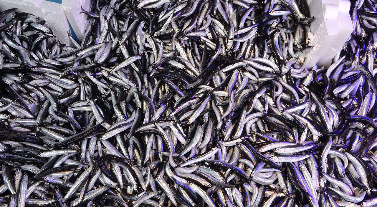 Müsilaj hamsi ve istavritin et kalitesini bozdu