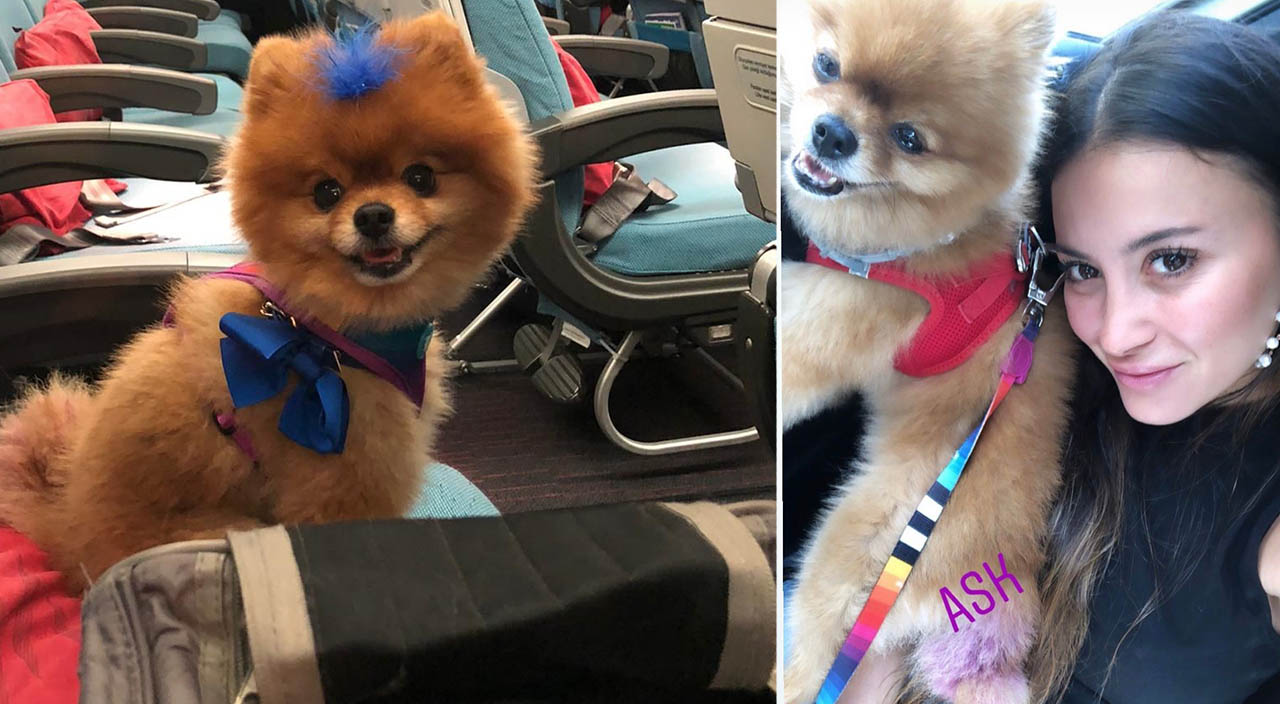 Köpek otelindeki ölüm savcılığa taşındı