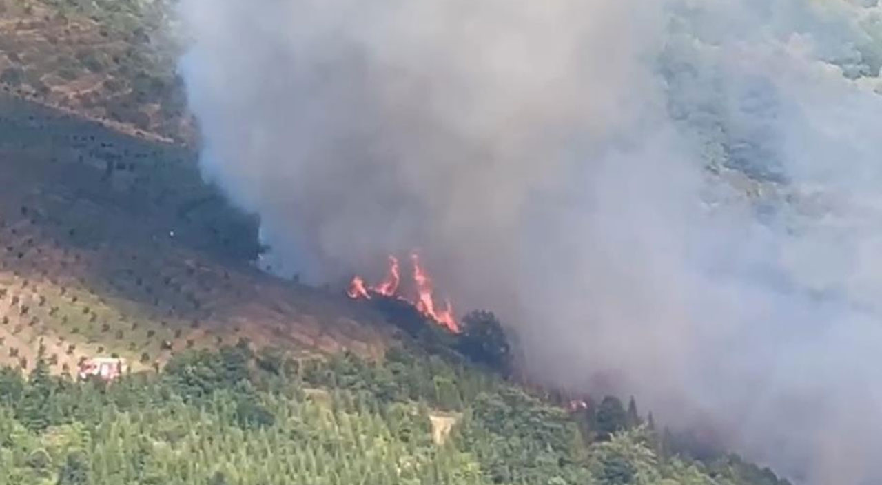 Çanakkale ve Kocaeli'de orman yangını! Çanakkale ve Kocaeli'de orman yangını!