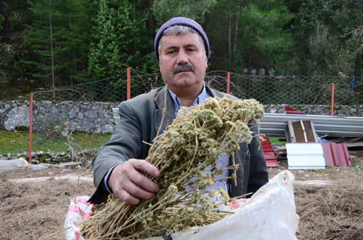 8 kilo kekikten 100 gram kekik yağı çıkıyor!