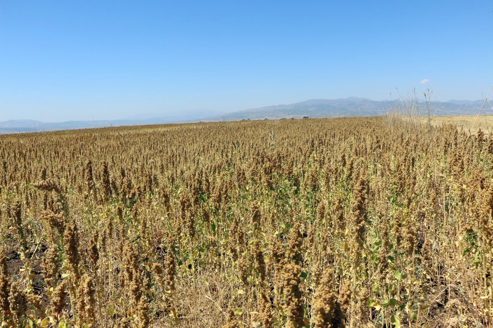 İlk kez ekti, 400 bin lira gelir bekliyor