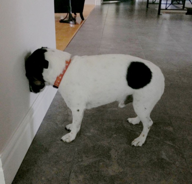 Başını duvara yaslayan kedi ya da köpek görürseniz dikkat!