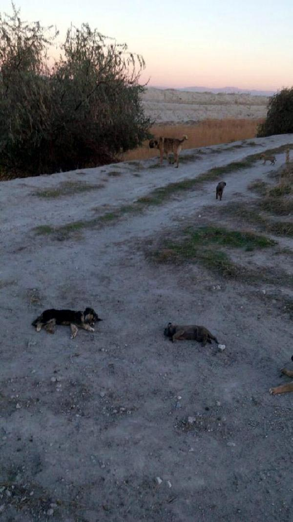 Sosyal medyayı ayağa kaldıran 'köpek tekmeleme'ye belediyeden açıklama