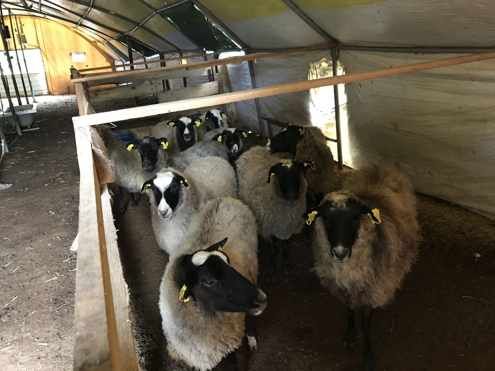 İstanbul'da yöneticiliği bıraktı, Sakarya'da koyun yetiştiriyor