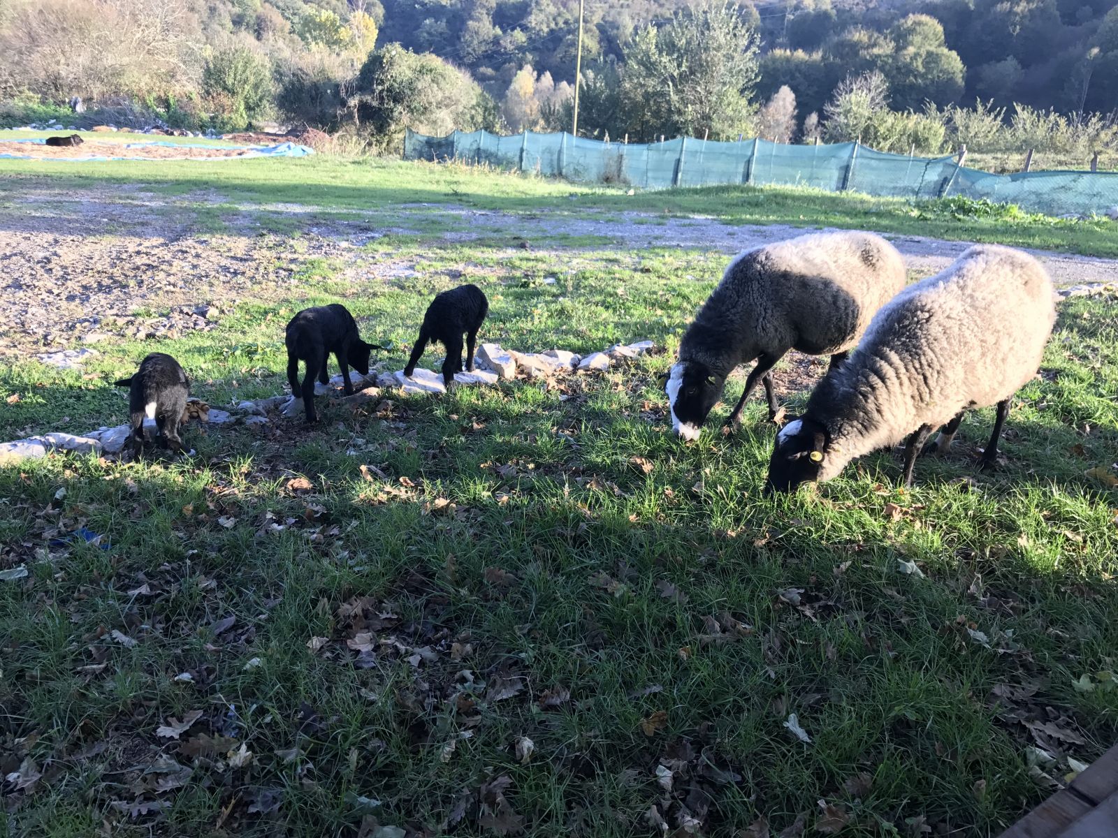İstanbul'da yöneticiliği bıraktı, Sakarya'da koyun yetiştiriyor