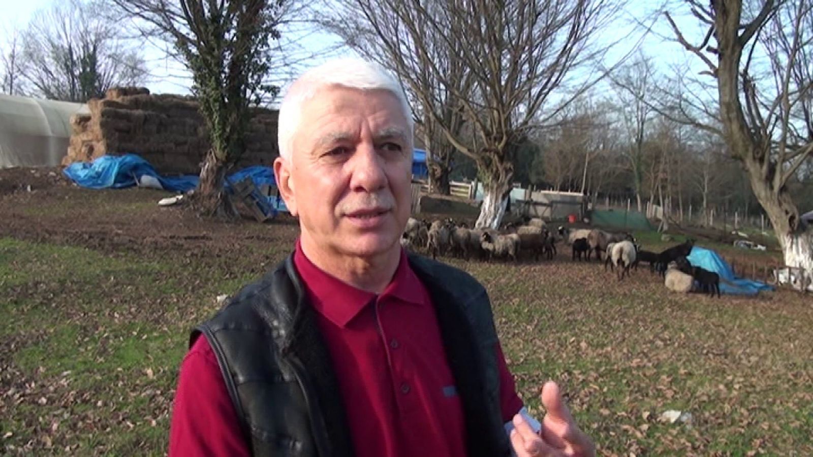 İstanbul'da yöneticiliği bıraktı, Sakarya'da koyun yetiştiriyor