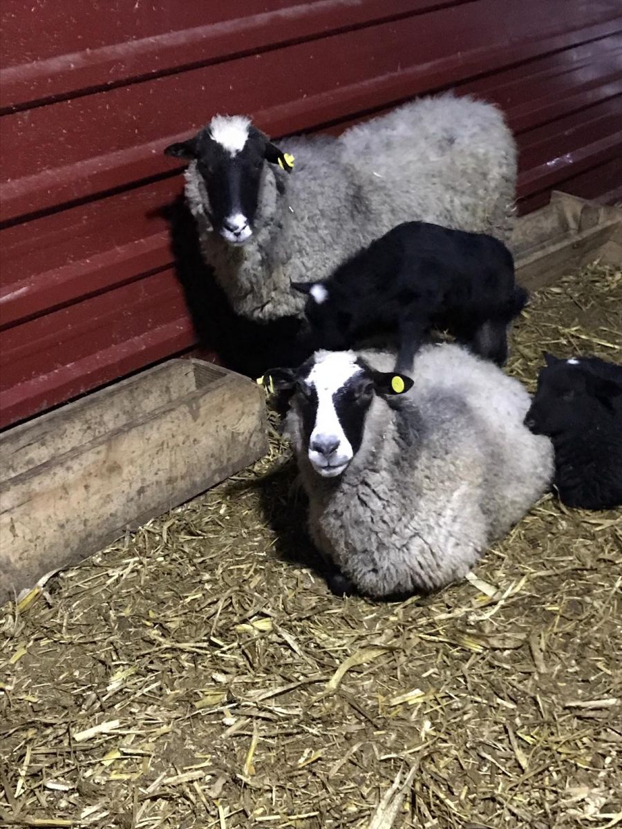 İstanbul'da yöneticiliği bıraktı, Sakarya'da koyun yetiştiriyor