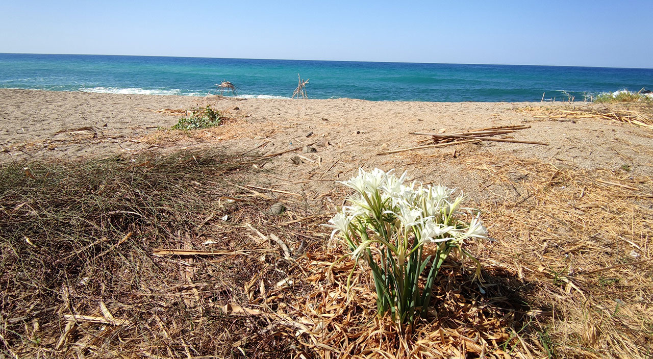 Nesli tükenmek üzere! Bu çiçeği koparmanın cezası 173 bin lira