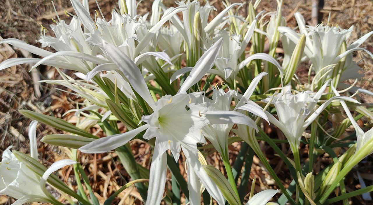 Nesli tükenmek üzere! Bu çiçeği koparmanın cezası 173 bin lira
