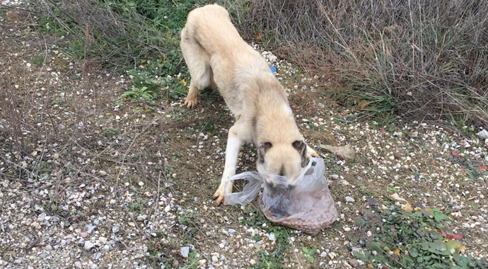 Bilecik'te ölüme terk edilen köpekler tek tek ölüyor
