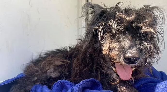 10 senedir kayıptı! 2500 kilometre uzakta bulundu