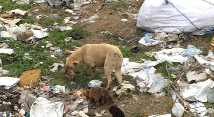 Bilecik'te ölüme terk edilen köpekler tek tek ölüyor