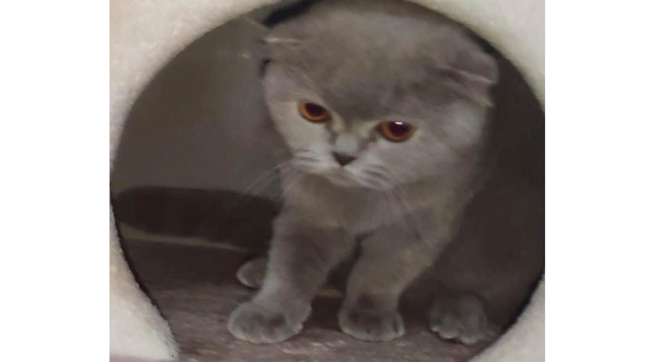 Çilingirle evi soyup kediyi çaldılar