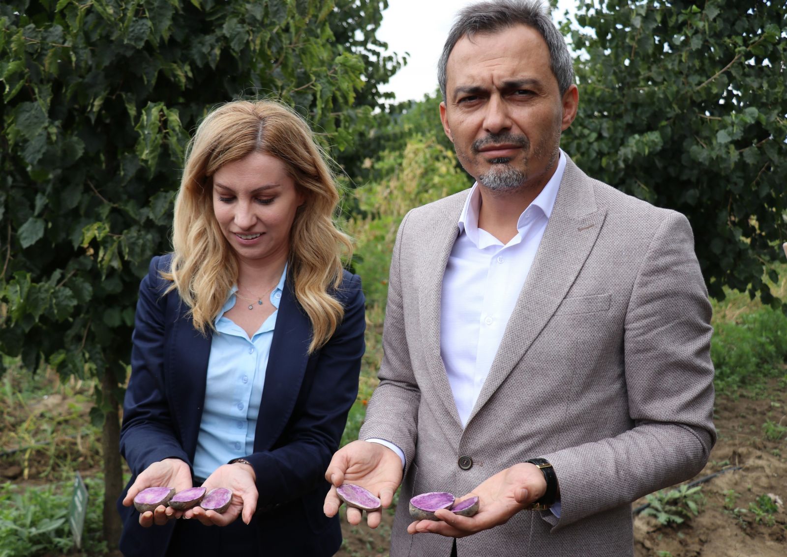 Obezite, kanser düşmanı mor patates ilk kez topraktan çıkarıldı