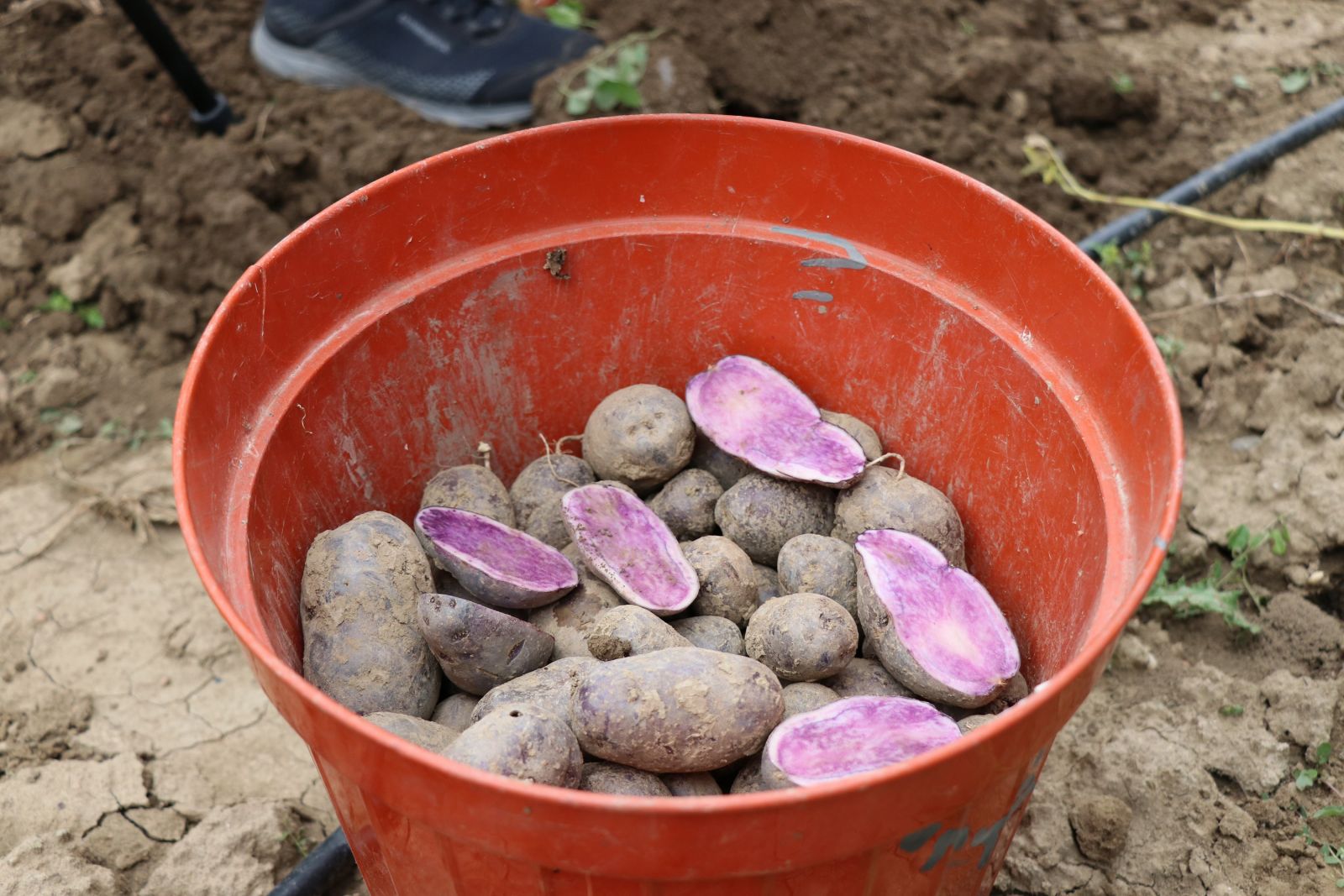 Obezite, kanser düşmanı mor patates ilk kez topraktan çıkarıldı