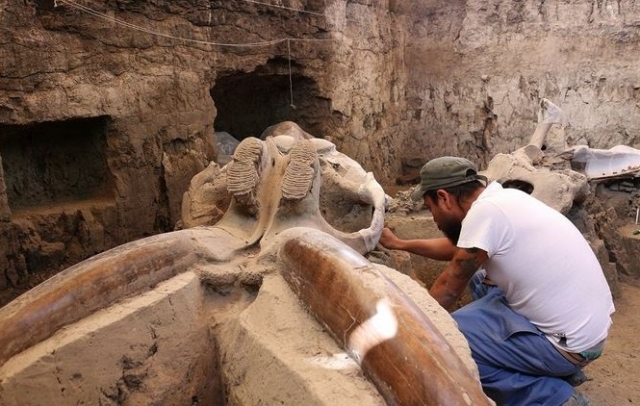 Meksika'da Mamut Fosili Bulundu