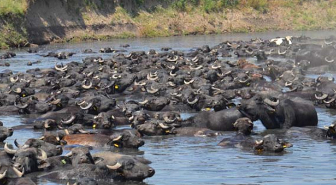 Sıcak havaya dayanamayan manda sürüsü kendini suya attı
