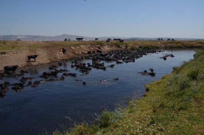 Sıcak havaya dayanamayan manda sürüsü kendini suya attı