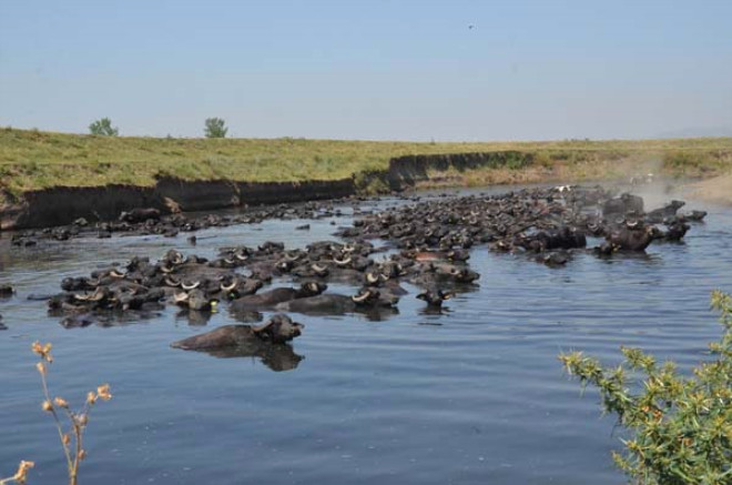 Sıcak havaya dayanamayan manda sürüsü kendini suya attı