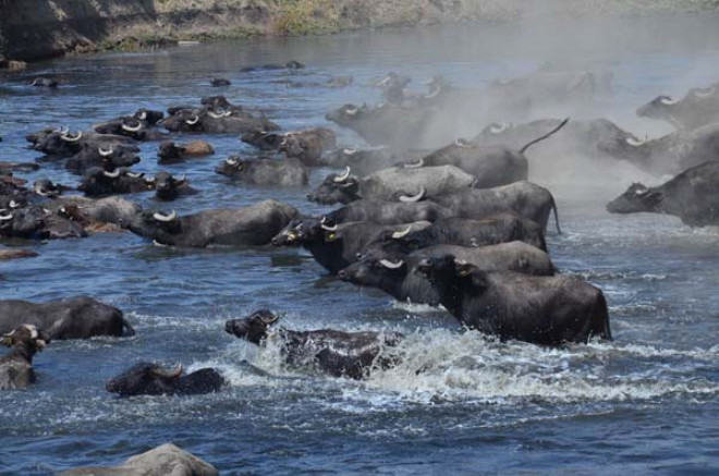 Sıcak havaya dayanamayan manda sürüsü kendini suya attı