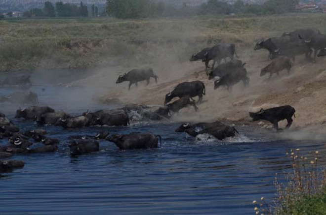 Sıcak havaya dayanamayan manda sürüsü kendini suya attı