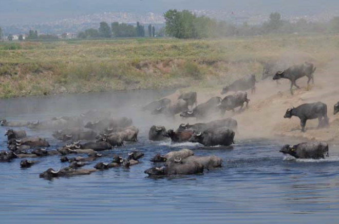 Sıcak havaya dayanamayan manda sürüsü kendini suya attı