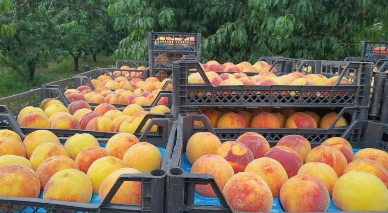 Şeftalinin suyu çıktı! Dalında 3 TL ama tezgahta 10 TL