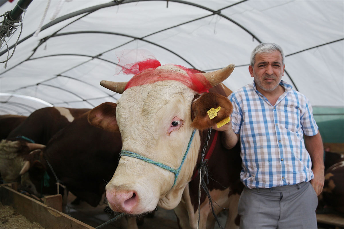 Kurban pazarının en büyüğü! 'Kralsın Kral' 38 bin liradan satışa çıktı