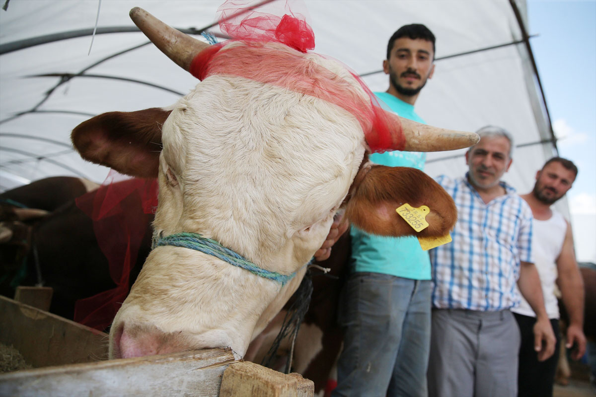 Kurban pazarının en büyüğü! 'Kralsın Kral' 38 bin liradan satışa çıktı