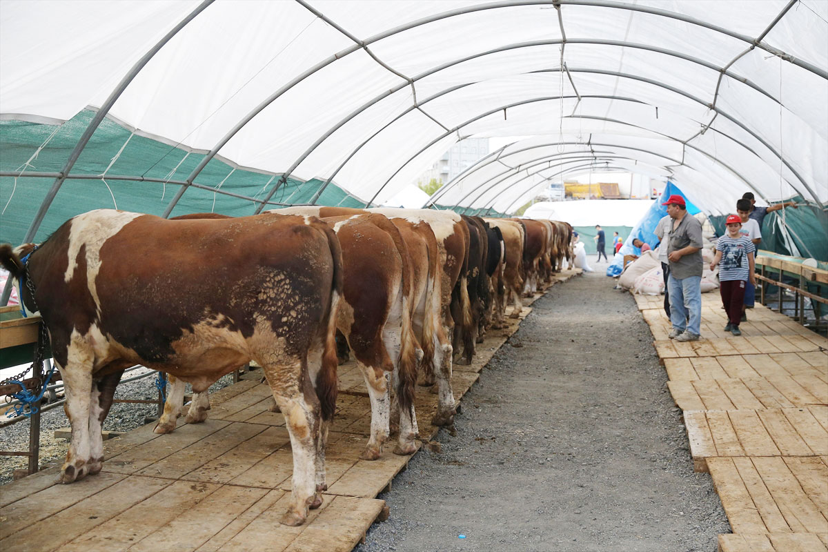 Kurban pazarının en büyüğü! 'Kralsın Kral' 38 bin liradan satışa çıktı