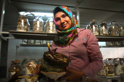 Meşe kütüğünde reishi mantarınının 'şampiyon' kadın üreticisi