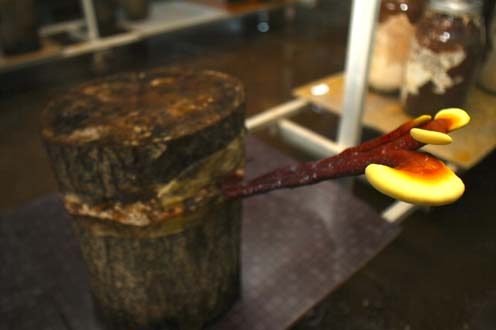 Meşe kütüğünde reishi mantarınının 'şampiyon' kadın üreticisi