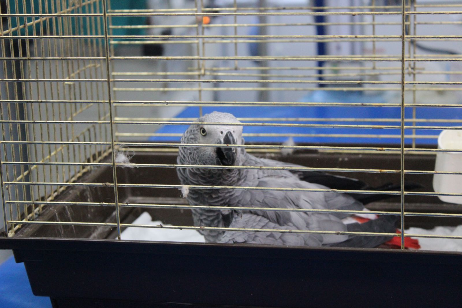 İşte Murat Özdemir'in eziyet ettiği papağanın son durumu