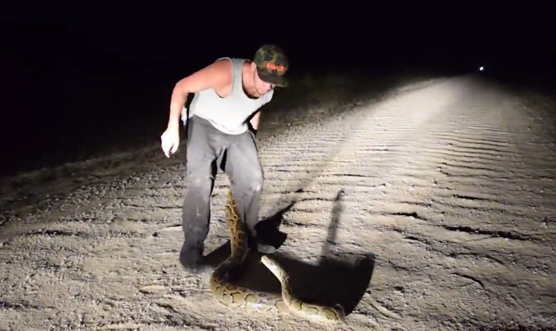 3 metrelik pitonu elleriyle yakaladı