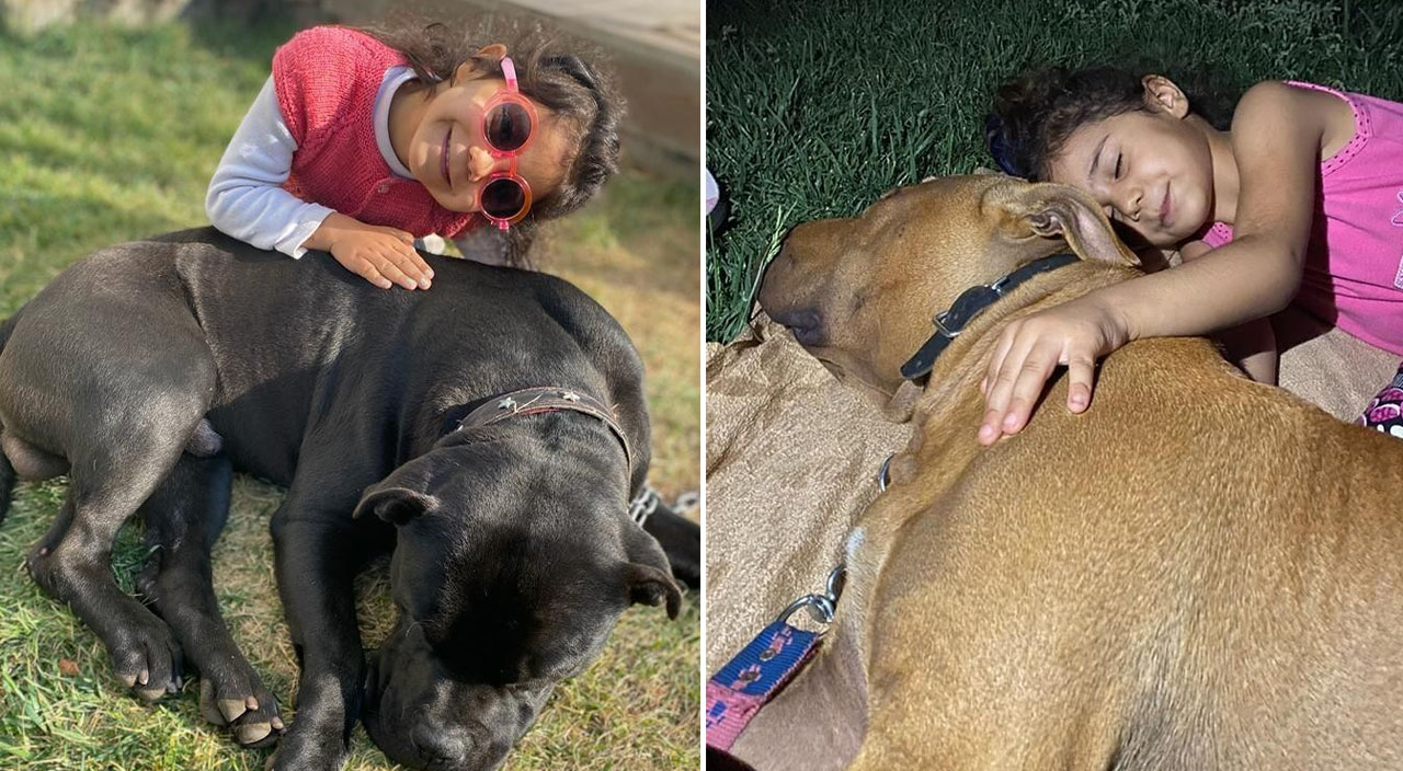 Türkiye'nin konuştuğu pitbull saldırısında 4 sanığa tahliye!